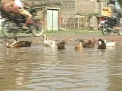 In Election-Bound Bihar, This Key Road is a Duck Pond