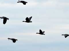 अब सुप्रीम कोर्ट तय करेगा पक्षियों को उड़ने का मौलिक अधिकार है या नहीं