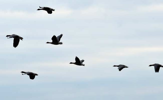 Birds Of 11 Rare Species Found In Jharkhand