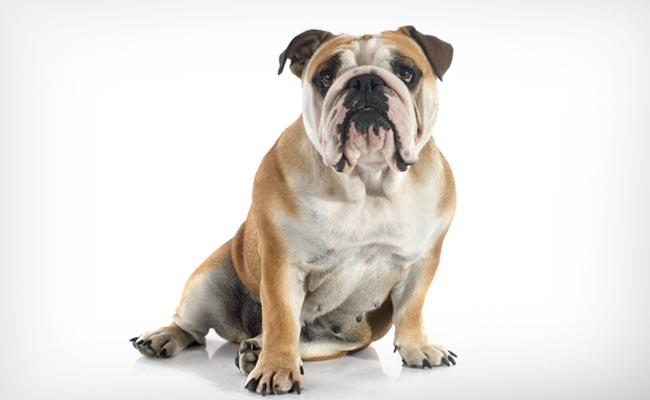 Tiny Bulldog Manages to Chase 2 Bears Out of Her Garden in US
