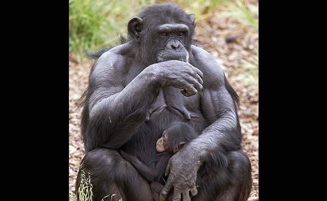 Pregnant Chimp Adopts Orphan in 'Unheard Of' Act