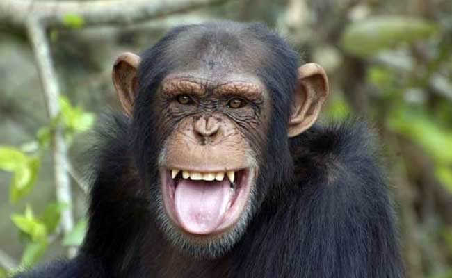 humans and chimpanzee teeth canine comparison