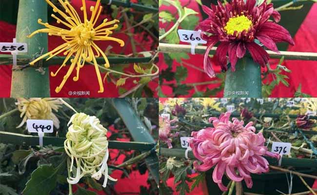 Chinese Chrysanthemum Enters Guinness World Records