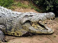 Crocodile Bites Off Woman's Hand In Australia