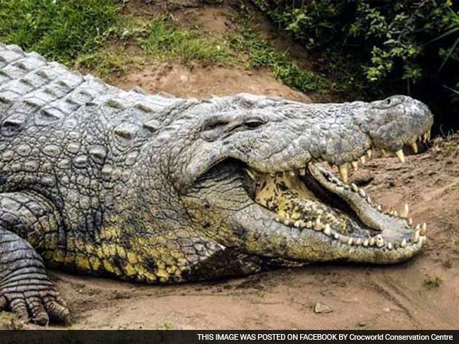 Crocodile Bites Off Woman's Hand In Australia
