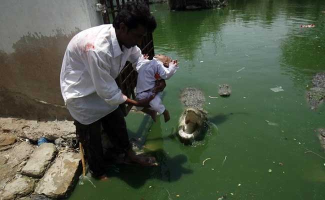 Pakistani Pilgrims Flock to Crocodile Shrine as Taliban Threat Recedes