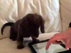 Viral Video: This Little Dachshund Really Loves His iPad