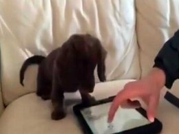 Viral Video: This Little Dachshund Really Loves His iPad Viral Video: This Little Dachshund Really Loves His iPad