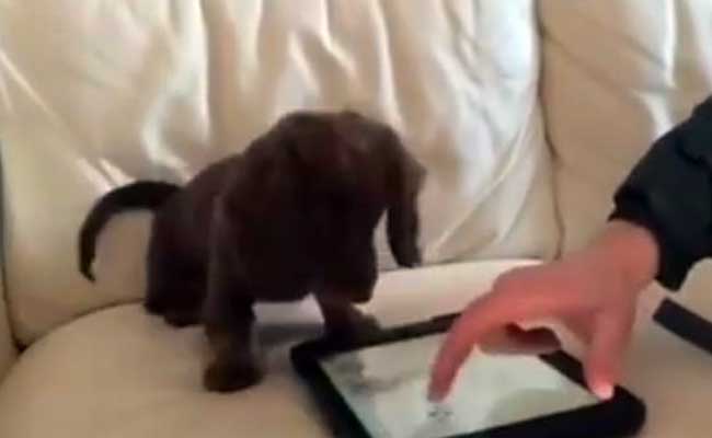 Viral Video: This Little Dachshund Really Loves His iPad