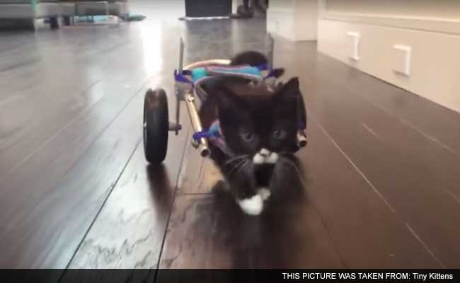 Disabled Kitten Takes First Steps with Help of a 3D-Printed Wheelchair