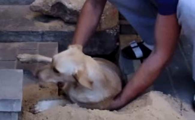 Dog Rescued in Russia after Being Buried Alive For Two Days