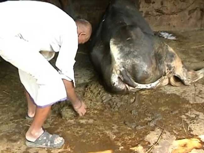 अब उपलों के लिए आपको तबेले तक जाने की जरूरत नहीं, ऑनलाइन करें ऑर्डर