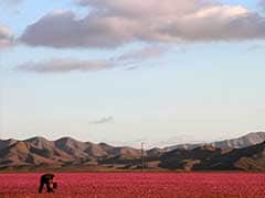 El Nino Covers Arid Atacama Desert in Flowers