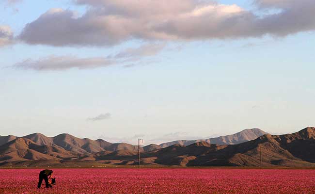 El Nino Covers Arid Atacama Desert in Flowers