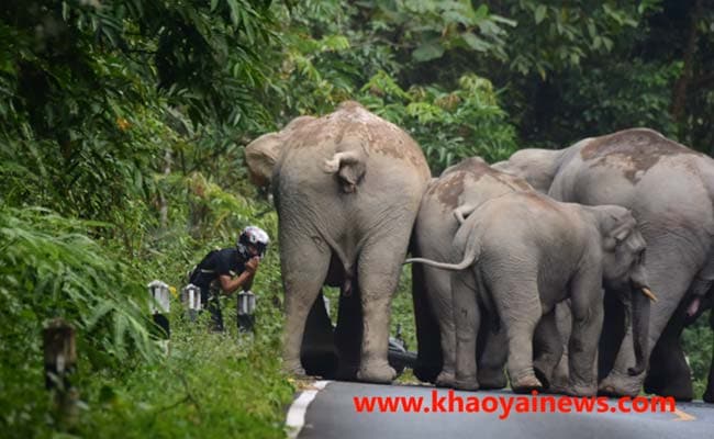 Moped Rider Begs for Mercy as Angry Elephants Charge at him in Thailand