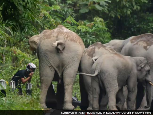 वायरल : हाथ जोड़े, तब जाकर हाथियों ने बख्शी बाइक सवार की जान