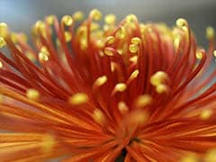 The Hidden World of Exhibition Chrysanthemums