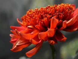 Flowers May Attract More Dengue Mosquitoes To Lay Eggs: Study Flowers May Attract More Dengue Mosquitoes To Lay Eggs: Study