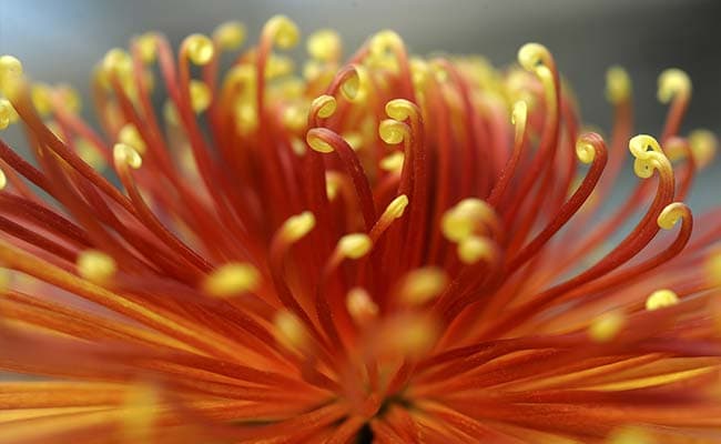 The Hidden World of Exhibition Chrysanthemums