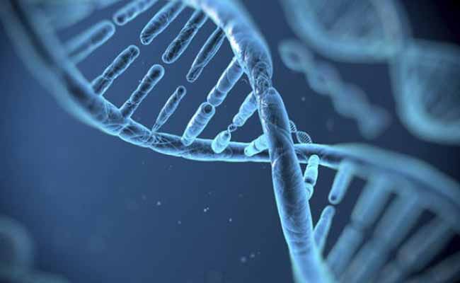 Single Gene Variation Linked to Obesity