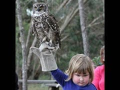 Pic of Grumpy Girl With Owl Leads to Epic Photoshop Battle