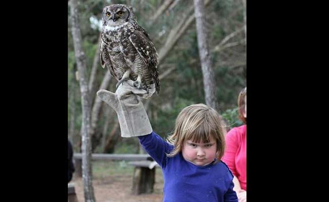 Pic of Grumpy Girl With Owl Leads to Epic Photoshop Battle