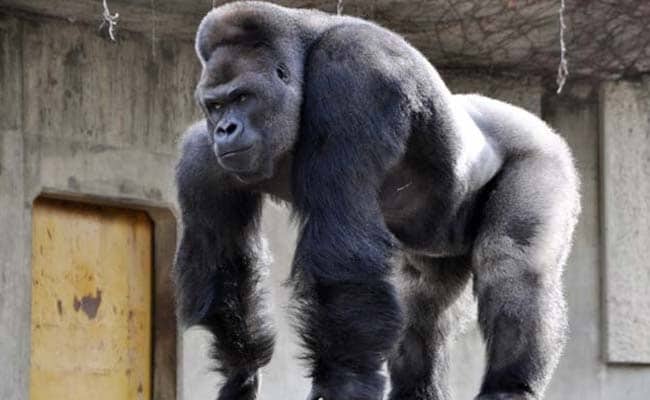 Adult Male Gorillas 'Sing' and 'Hum' During Supper