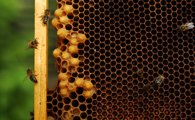 Even Honeybees Love Coffee