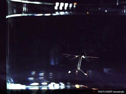 First Insect-Size Robot That can Fly, Swim First Insect-Size Robot That can Fly, Swim