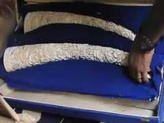 Ivory Worth Crores Recovered, Delhi Businessman Arrested