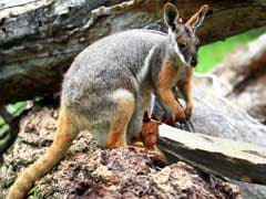 Kangaroo Bounces Away From Staten Island Home