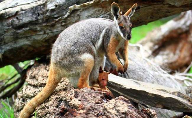 Kangaroo Jumps And Ruptures Woman's Breast Implants