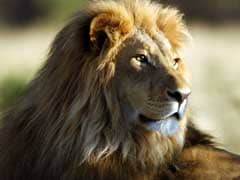 African Lions Are 'Endangered,' Must Be Protected: US