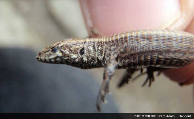 This Peace Corps Volunteer Helped Discover a Lizard Unknown to Science