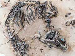 'Cute Furball' is Best-Preserved Mammal from Dinosaur Age