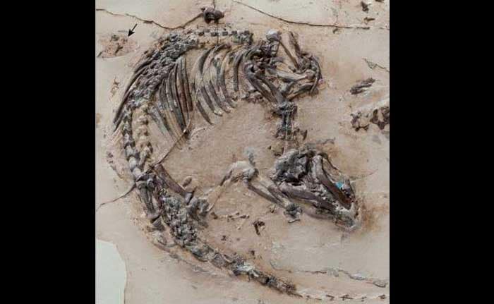 'Cute Furball' is Best-Preserved Mammal from Dinosaur Age