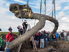 Farmer Digs Up Woolly Mammoth Bones in Michigan Soy Field