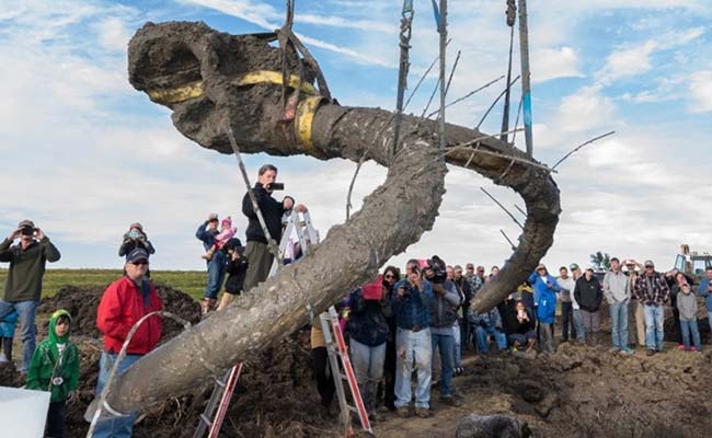 Farmer Digs Up Woolly Mammoth Bones in Michigan Soy Field