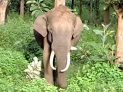 Elephant Run Over By Train In Tamil Nadu