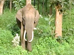 Rejuvenation Camp For Temple Elephants Begins In Tamil Nadu Rejuvenation Camp For Temple Elephants Begins In Tamil Nadu