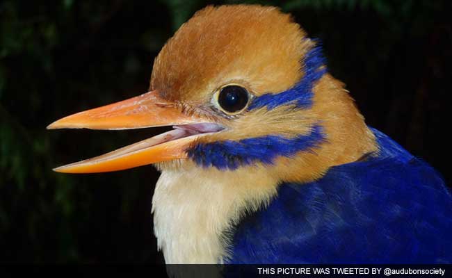 A Scientist Found a Bird That Hadn't Been Seen in 50 Years, Then Killed it. Here's Why.