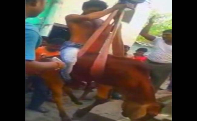 Muslim Man's Cow Rescue Draws Praise Amid Anger Over Mob Killing