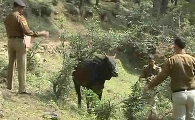 Haryana Police Kills 'Cow smuggler' in Encounter in Kurukshetra