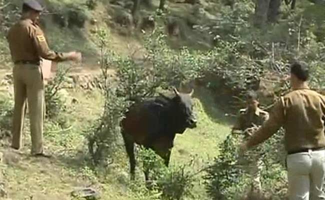 Man Arrested For Lynching of Alleged Cattle Smuggler in Himachal Pradesh