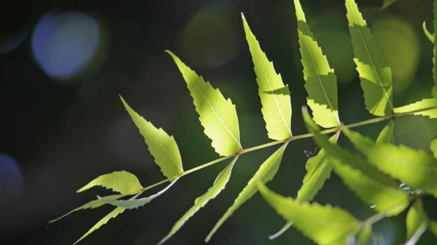 10 WONDERFUL BENEFITS AND USES OF NEEM: A HERB THAT HEALS!!!