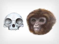 New Link in Humans, Apes Evolution Found