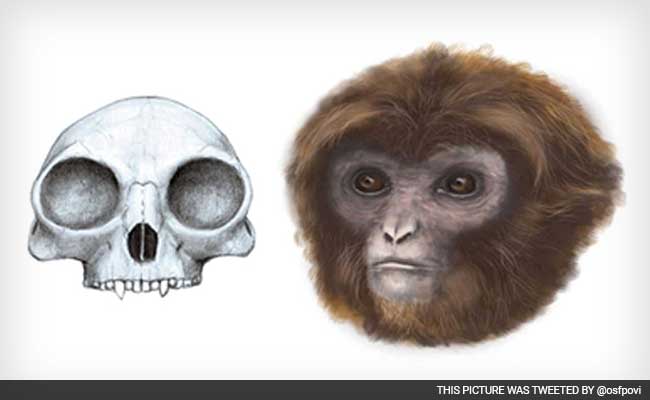 New Link in Humans, Apes Evolution Found