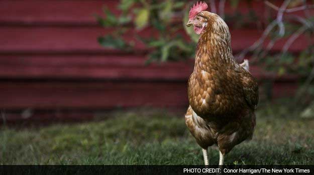 As Fresh As It Gets: Ever Heard of Egg Picking?