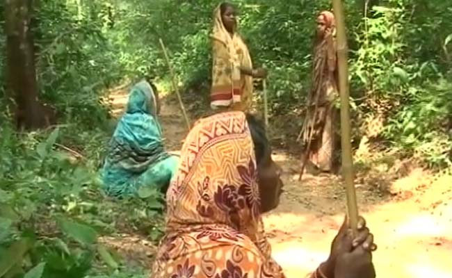 In an Odisha Village, a Bold Conservation Movement by Women