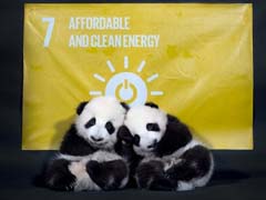 UNDP Appoints Twin Chinese Pandas as Its Image Ambassadors